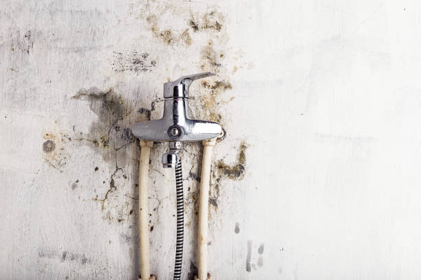 Office Mold Removal Services in Belvedere Park, GA