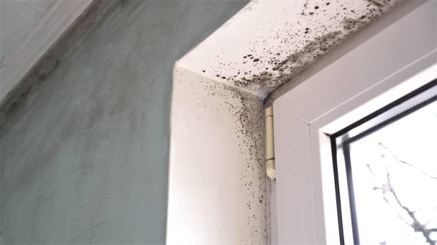 Best Crawl Space Mold Removal  in Belvedere Park, GA