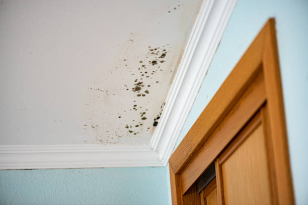 Best Black Mold Removal  in Belvedere Park, GA